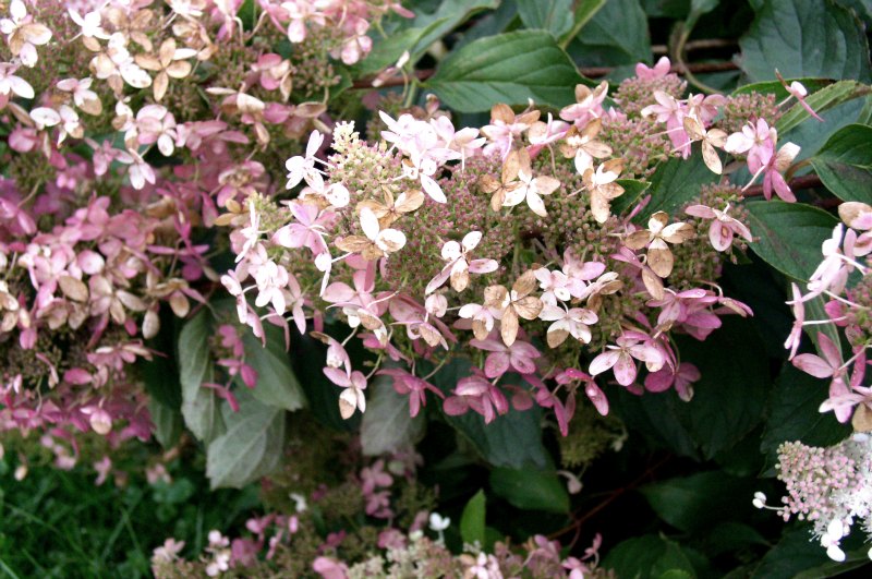 Hydrangea in bloom - photograph © the Author