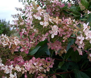 Hydrangea in bloom - photograph © the Author