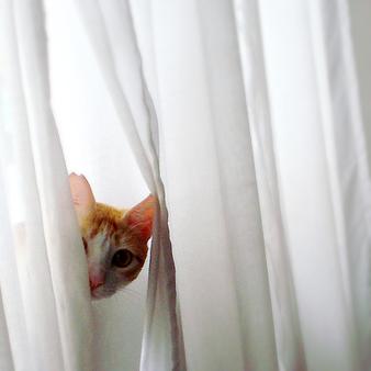 cat in white curtains