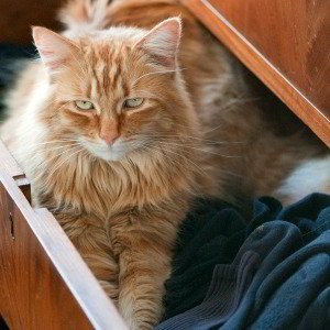 Gillie in the sock drawer - photo Dwight Sipler from Stow, MA, USA [CC-BY-2.0 (http://creativecommons.org/licenses/by/2.0)], via Wikimedia Commons