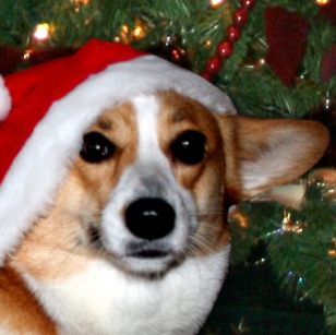 Christmas Dog in Santa Hat