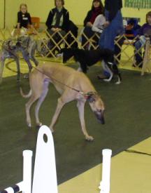 Dogs walking on tile floor in show ring