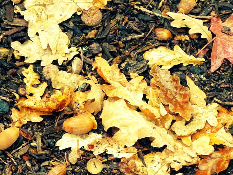 bark mulch with autumn oak leaves and fallen acorns - autumn by velkr0, on Flickr