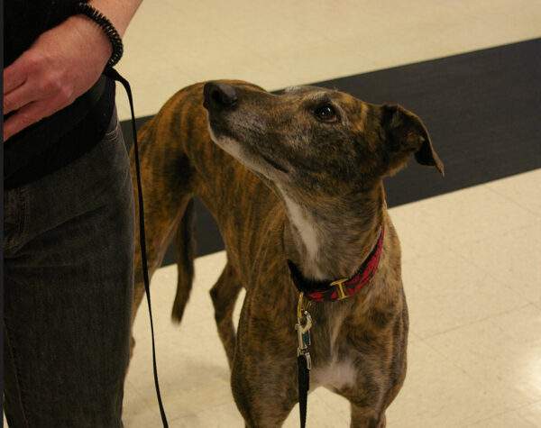 greyhound at dog school